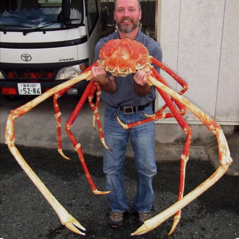 Le plus grand crabe du monde a une foulée de 30 pieds - Le crabe ...